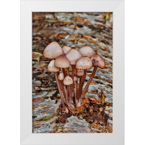 USA- Washington State- Sammamish. Mushrooms growing on fall alder tree log White Modern Wood Framed Art Print by Gulin, Darrell