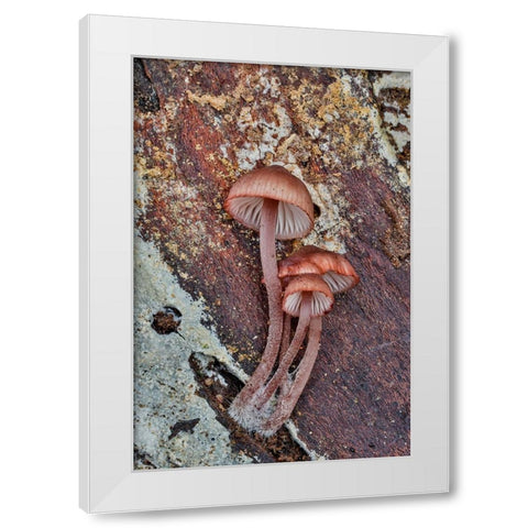 USA- Washington State- Sammamish. Mushrooms growing on fall alder tree log White Modern Wood Framed Art Print by Gulin, Darrell