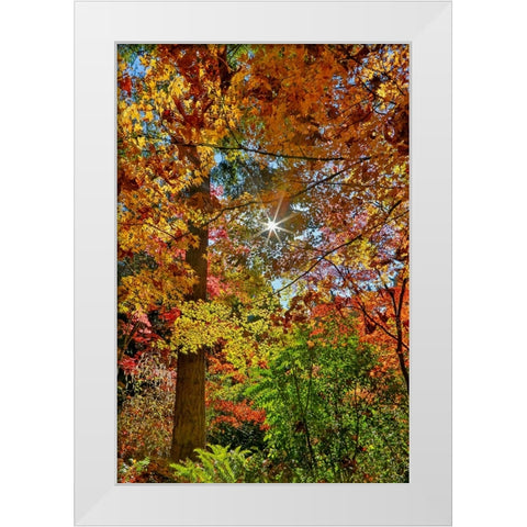 USA- Washington State- Seattle- Washington Arboretum with fall color on Japanese Maple trees White Modern Wood Framed Art Print by Gulin, Darrell