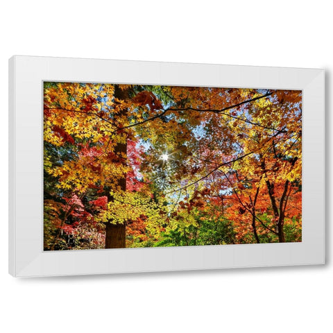 USA- Washington State- Seattle- Washington Arboretum with fall color on Japanese Maple trees White Modern Wood Framed Art Print by Gulin, Darrell