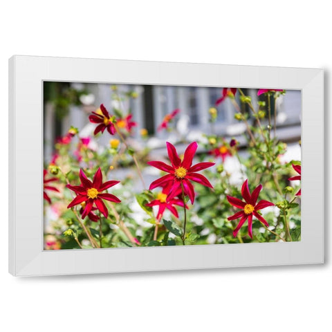 Washington State-Fort Vancouver National Historic Site Flowers in the garden White Modern Wood Framed Art Print by Wilson, Emily