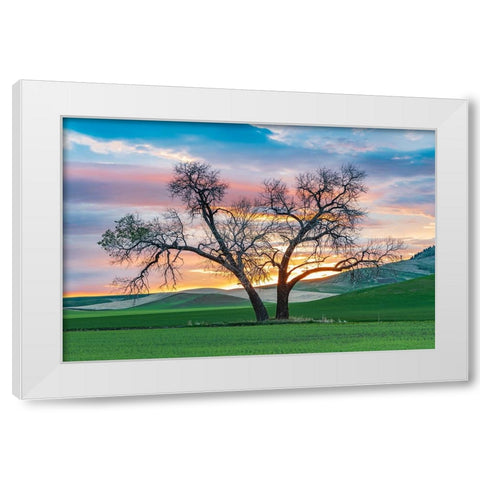 Steptoe-Washington State-USA-Cottonwood trees in a wheat field at sunset White Modern Wood Framed Art Print by Wilson, Emily M.