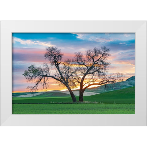 Steptoe-Washington State-USA-Cottonwood trees in a wheat field at sunset White Modern Wood Framed Art Print by Wilson, Emily M.