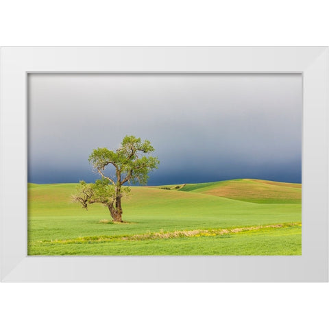 Steptoe-Washington State-USA-Cottonwood tree in wheat field under storm clouds in the Palouse hills White Modern Wood Framed Art Print by Wilson, Emily M.