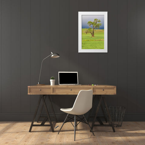Steptoe-Washington State-USA-Cottonwood tree in wheat field under storm clouds in the Palouse hills White Modern Wood Framed Art Print by Wilson, Emily M.