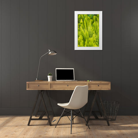 Steptoe-Washington State-USA-Horsetail plants-equisetum-in the Palouse hills White Modern Wood Framed Art Print by Wilson, Emily M.