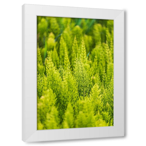 Steptoe-Washington State-USA-Horsetail plants-equisetum-in the Palouse hills White Modern Wood Framed Art Print by Wilson, Emily M.