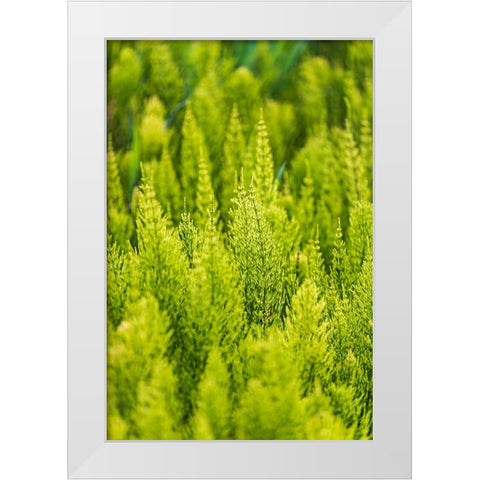 Steptoe-Washington State-USA-Horsetail plants-equisetum-in the Palouse hills White Modern Wood Framed Art Print by Wilson, Emily M.
