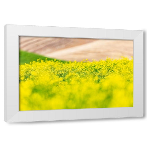 Lacrosse-Washington State-USA-Blooming canola field in the Palouse hills White Modern Wood Framed Art Print by Wilson, Emily M.