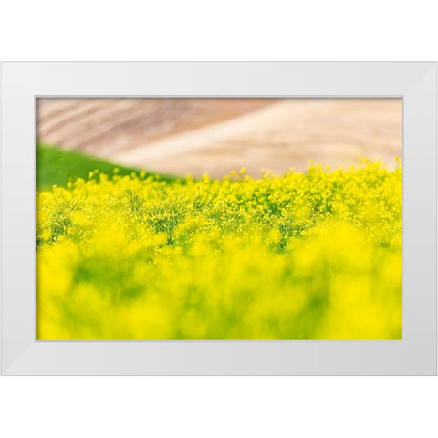 Lacrosse-Washington State-USA-Blooming canola field in the Palouse hills White Modern Wood Framed Art Print by Wilson, Emily M.