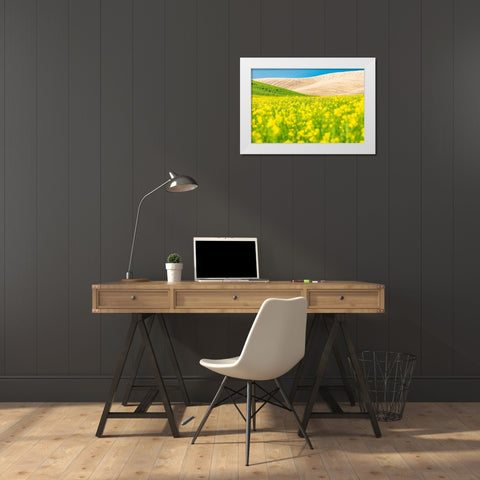 Lacrosse-Washington State-USA-Blooming canola field in the Palouse hills White Modern Wood Framed Art Print by Wilson, Emily M.