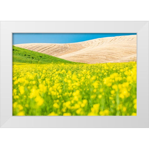 Lacrosse-Washington State-USA-Blooming canola field in the Palouse hills White Modern Wood Framed Art Print by Wilson, Emily M.