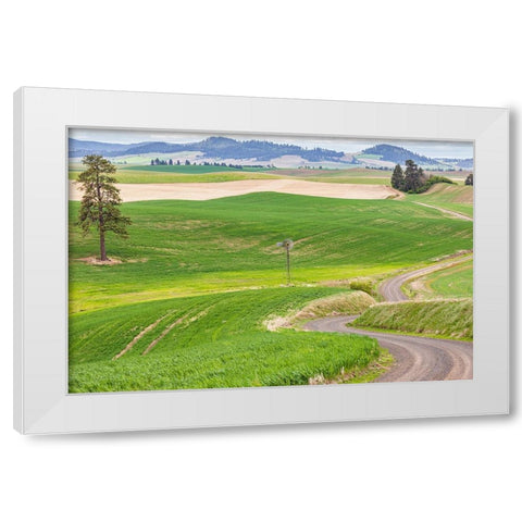 Palouse-Washington State-USA-Dirt road winding through wheat fields in the Palouse hills White Modern Wood Framed Art Print by Wilson, Emily M.