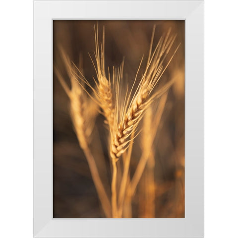 USA- Washington State- Whitman County- Palouse. Wheat. White Modern Wood Framed Art Print by Wilson, Emily M.
