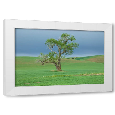 USA- Washington State- Whitman County- Palouse. Solitary tree. White Modern Wood Framed Art Print by Wilson, Emily M.