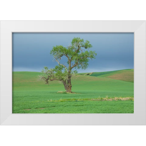 USA- Washington State- Whitman County- Palouse. Solitary tree. White Modern Wood Framed Art Print by Wilson, Emily M.