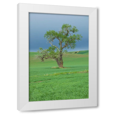 USA- Washington State- Whitman County- Palouse White Modern Wood Framed Art Print by Wilson, Emily M.