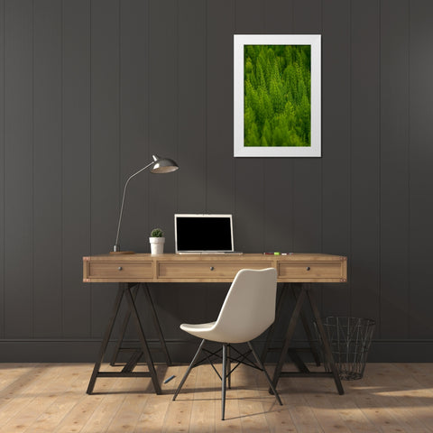 USA- Washington State- Whitman County- Palouse. Green plants. White Modern Wood Framed Art Print by Wilson, Emily M.