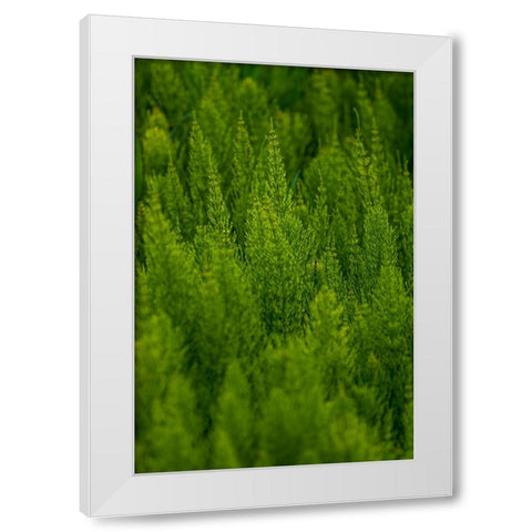 USA- Washington State- Whitman County- Palouse. Green plants. White Modern Wood Framed Art Print by Wilson, Emily M.