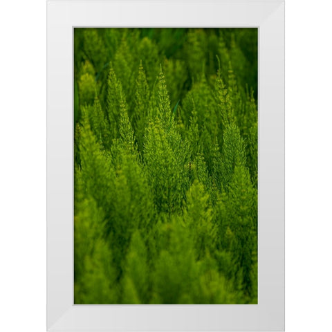 USA- Washington State- Whitman County- Palouse. Green plants. White Modern Wood Framed Art Print by Wilson, Emily M.