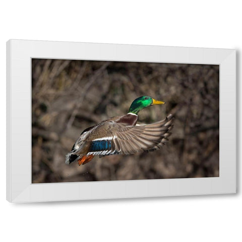 Washington State Male Mallard takes flight from Lake Washington Seattle White Modern Wood Framed Art Print by Luhm, Gary