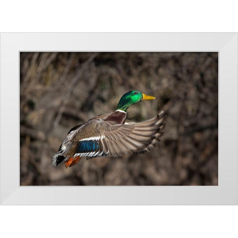 Washington State Male Mallard takes flight from Lake Washington Seattle White Modern Wood Framed Art Print by Luhm, Gary