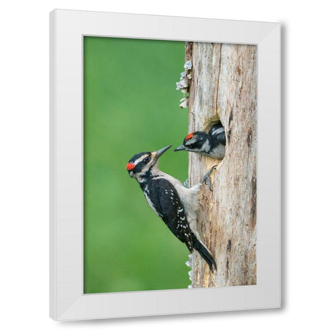 Washington State A male Hairy Woodpecker at nest hole while a chick begs for food White Modern Wood Framed Art Print by Luhm, Gary