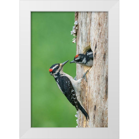 Washington State A male Hairy Woodpecker at nest hole while a chick begs for food White Modern Wood Framed Art Print by Luhm, Gary