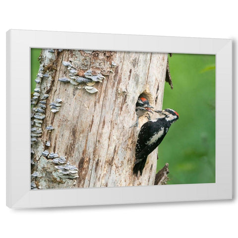 Washington State A male Hairy Woodpecker at nest hole feeds a young chick Snoqualmie Valley White Modern Wood Framed Art Print by Luhm, Gary