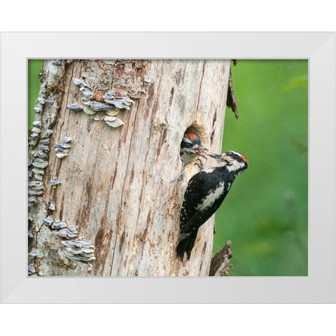 Washington State A male Hairy Woodpecker at nest hole feeds a young chick Snoqualmie Valley White Modern Wood Framed Art Print by Luhm, Gary
