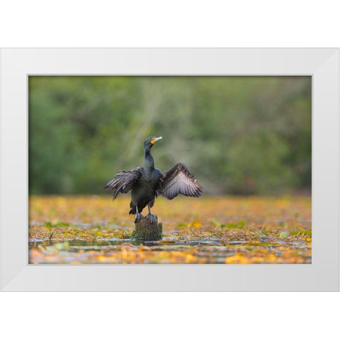 Washington State A Double-crested Cormorant spreads its wings to dry Seattle White Modern Wood Framed Art Print by Luhm, Gary