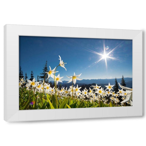 Washington State Avalanche Lilies backlit against a starburst sky at Olympic National Park White Modern Wood Framed Art Print by Luhm, Gary