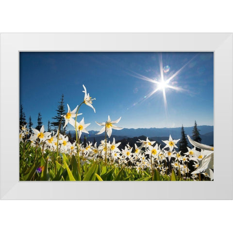 Washington State Avalanche Lilies backlit against a starburst sky at Olympic National Park White Modern Wood Framed Art Print by Luhm, Gary