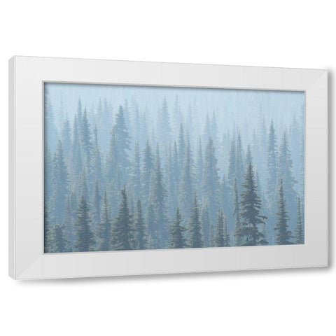 USA Mt Rainier National Park Smoke from Washington State fires drifts through conifers White Modern Wood Framed Art Print by Luhm, Gary