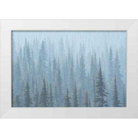 USA Mt Rainier National Park Smoke from Washington State fires drifts through conifers White Modern Wood Framed Art Print by Luhm, Gary