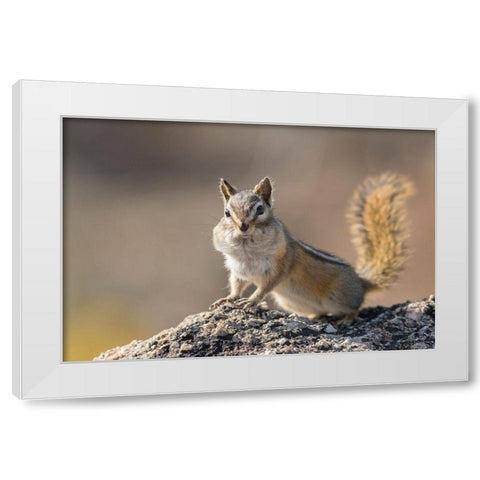 Washington State Least Chipmunk (Tamias minimus) pauses from gathering seeds on Cooper Ridge White Modern Wood Framed Art Print by Luhm, Gary