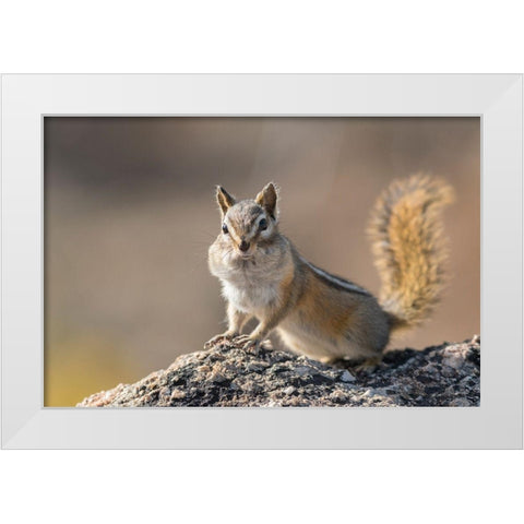 Washington State Least Chipmunk (Tamias minimus) pauses from gathering seeds on Cooper Ridge White Modern Wood Framed Art Print by Luhm, Gary