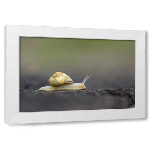 Washington State Grove Snail or Brown-lipped snail and invasive species from Europe Kirkland White Modern Wood Framed Art Print by Luhm, Gary