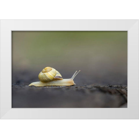 Washington State Grove Snail or Brown-lipped snail and invasive species from Europe Kirkland White Modern Wood Framed Art Print by Luhm, Gary