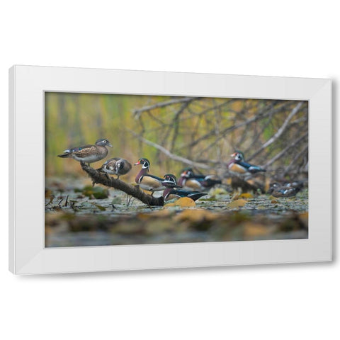 Washington State Wood Ducks (Aix sponsa) flock roosts on a quiet pond Seattle White Modern Wood Framed Art Print by Luhm, Gary