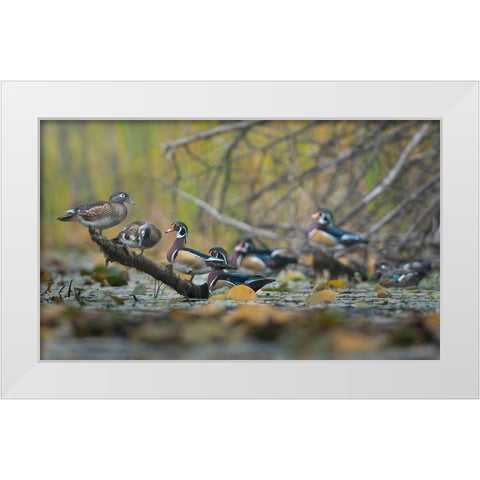 Washington State Wood Ducks (Aix sponsa) flock roosts on a quiet pond Seattle White Modern Wood Framed Art Print by Luhm, Gary