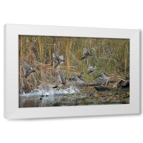 Washington State Wood Ducks (Aix sponsa) flock takes flight from a quiet pond Seattle White Modern Wood Framed Art Print by Luhm, Gary