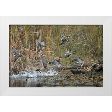 Washington State Wood Ducks (Aix sponsa) flock takes flight from a quiet pond Seattle White Modern Wood Framed Art Print by Luhm, Gary