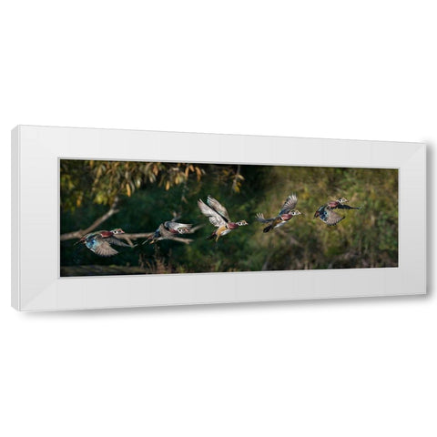 Washington State A male Wood Duck (Aix sponsa) flight sequence Seattle Digital composite White Modern Wood Framed Art Print by Luhm, Gary