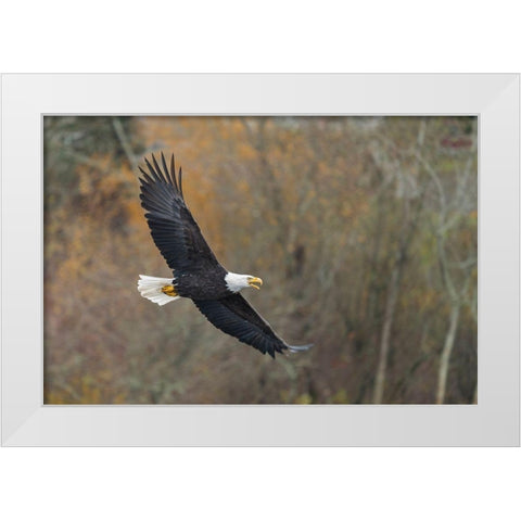 Washington State Bald Eagle in flight over Lake Washington-Kenmore White Modern Wood Framed Art Print by Luhm, Gary