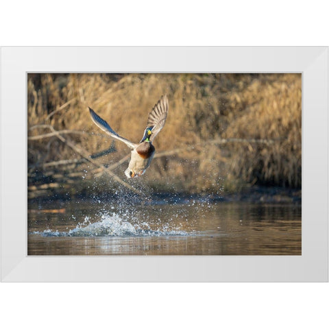 Washington State Male Mallard (Anas platyrhynchos) takes flight from Lake Washington Kirkland White Modern Wood Framed Art Print by Luhm, Gary