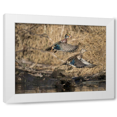 Washington State A male and female Wood Duck (Aix sponsa) take flight Seattle Digital composite White Modern Wood Framed Art Print by Luhm, Gary