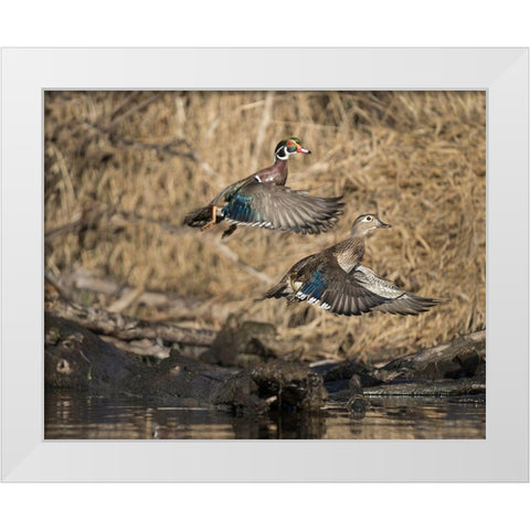Washington State A male and female Wood Duck (Aix sponsa) take flight Seattle Digital composite White Modern Wood Framed Art Print by Luhm, Gary