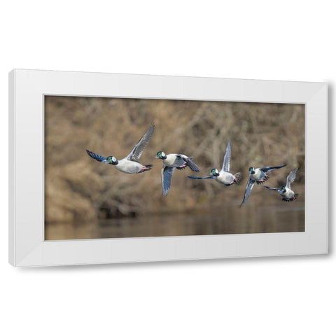 Washington State Composite image of a male Bufflehead taking off from the Sammamish Slough White Modern Wood Framed Art Print by Luhm, Gary