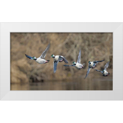 Washington State Composite image of a male Bufflehead taking off from the Sammamish Slough White Modern Wood Framed Art Print by Luhm, Gary